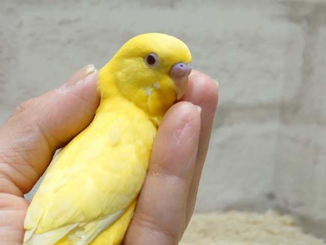 触れ合うたびにメロメロです♡セキセイインコ(ルチノー)