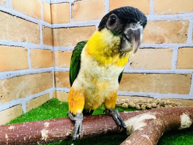 最新画像＆動画更新︎💕再入舎です‼︎おだやか〜？ズグロシロハラインコ♡