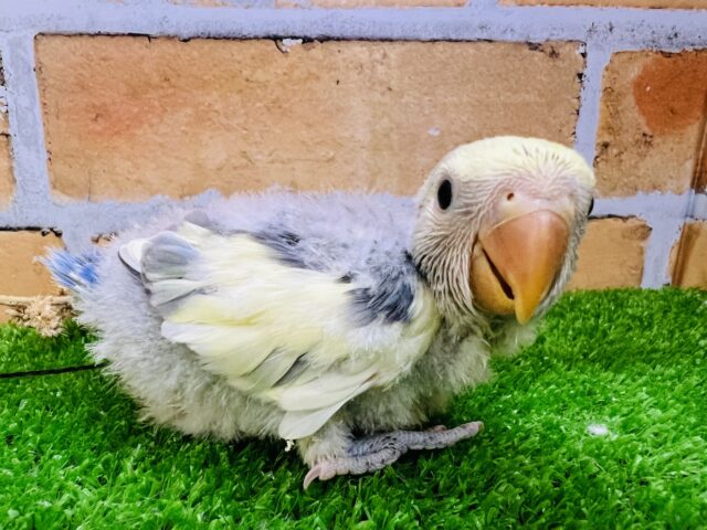 ぽや♡綿毛まみれの可愛子ちゃん♡小桜インコ（ブルーチェリーパイド）