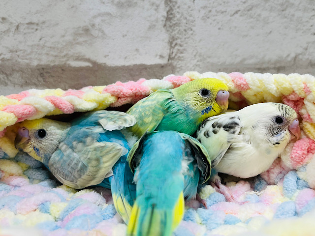 カラフル♡パステル♡セキセイインコ大集合𖤐  ̖́-‬
