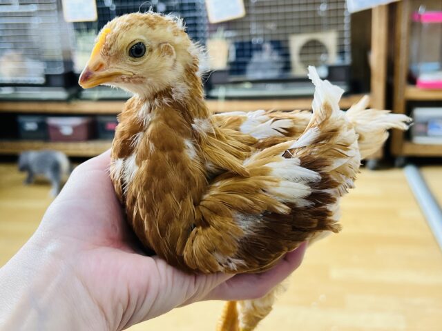 色付いてきたよ！後を着いてきます❤ボリスブラウンのヒナ❤