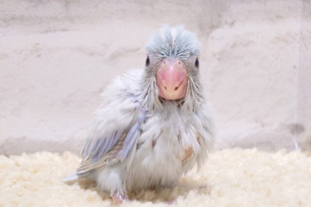 淡いカラーのちびっ子怪獣🦕マメルリハ(アメリカンホワイト) 男の子