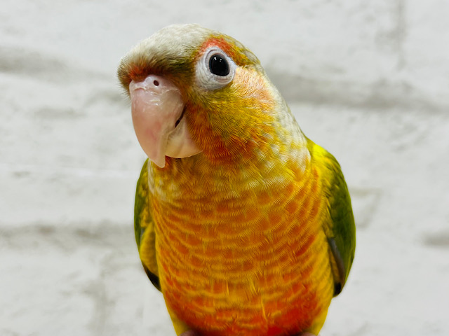 【動画更新🪄】おめめくりくりハデハデカラー🌈ウロコインコ(レッドパイナップル)