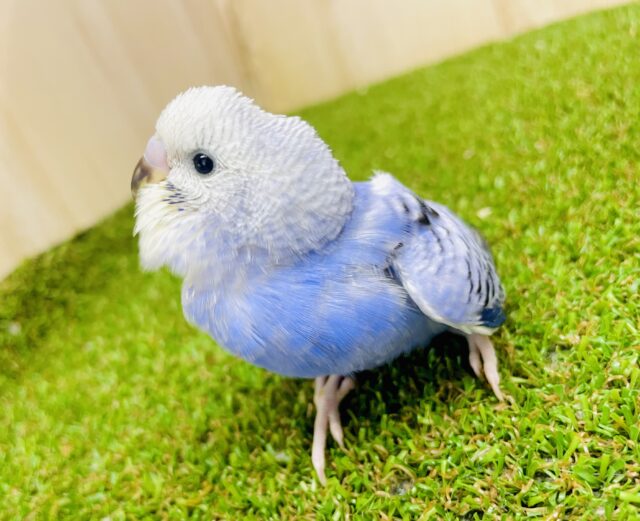 さし餌２回🌟最新画像になりますよ💫時に必死すぎるメロりん作戦🖼️🎨🌼　セキセイインコ　オパーリン