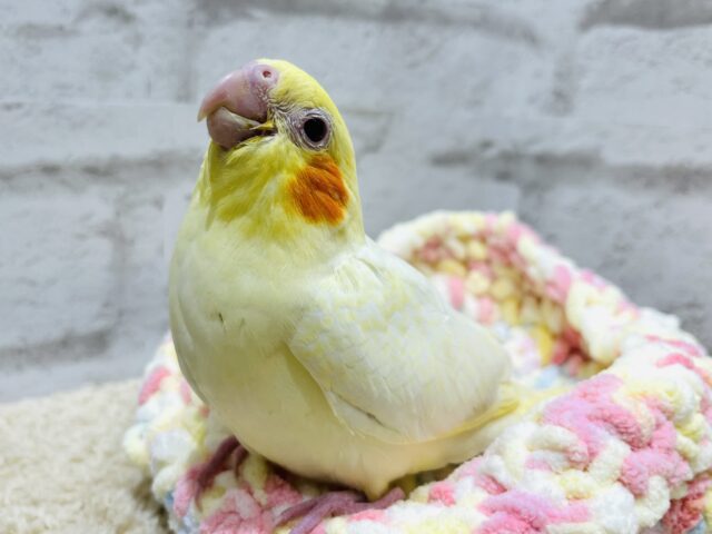 食いしん坊の甘えんぼ♡オカメインコ(ルチノーパール) ヒナ