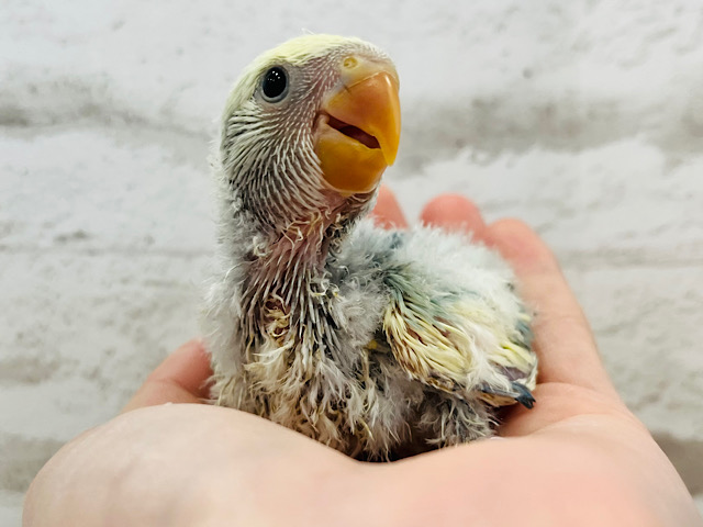 表情豊かな甘えんぼ♪コザクラインコ(ブルーチェリーパイド) ヒナ