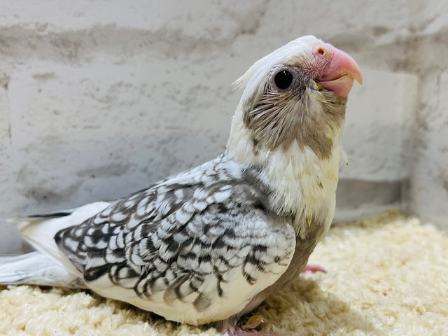 背中のパール模様、オシャレでしょ？✨オカメインコ(WFパールパイド) ヒナ