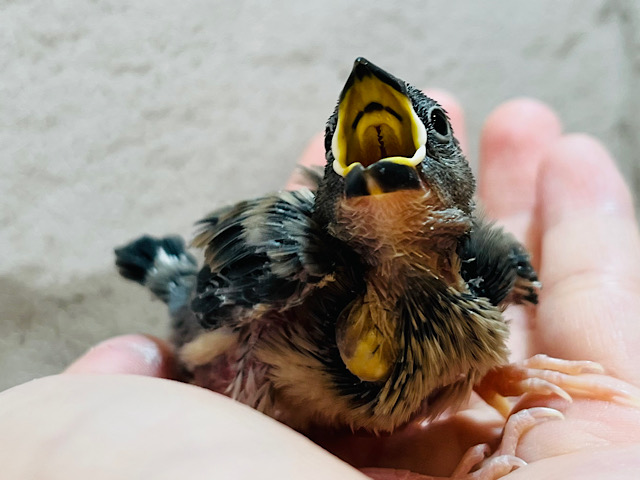 たくさん食べるぜぃ！！！桜文鳥 ヒナ