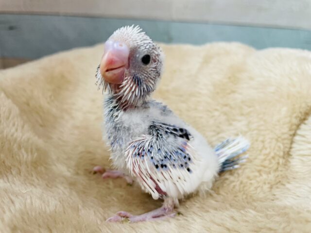 ウブウブで激カワなヒナさんです💕セキセイインコのパイド！！