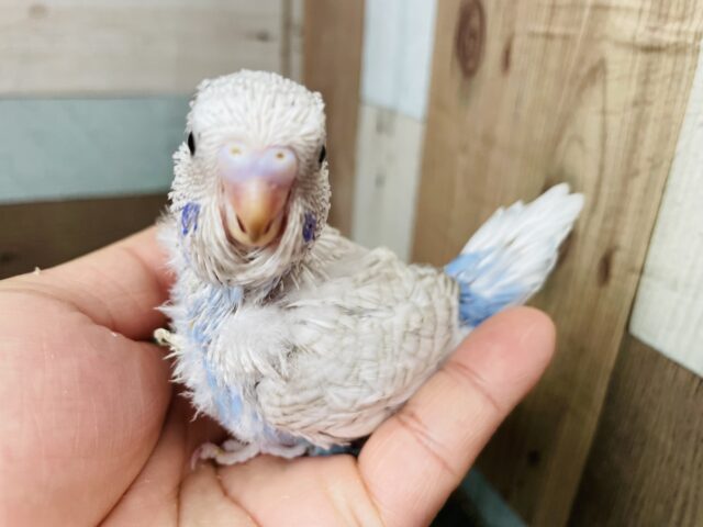 どこまで大きくなれるかな？？ジャンボセキセイインコのウイング系！！