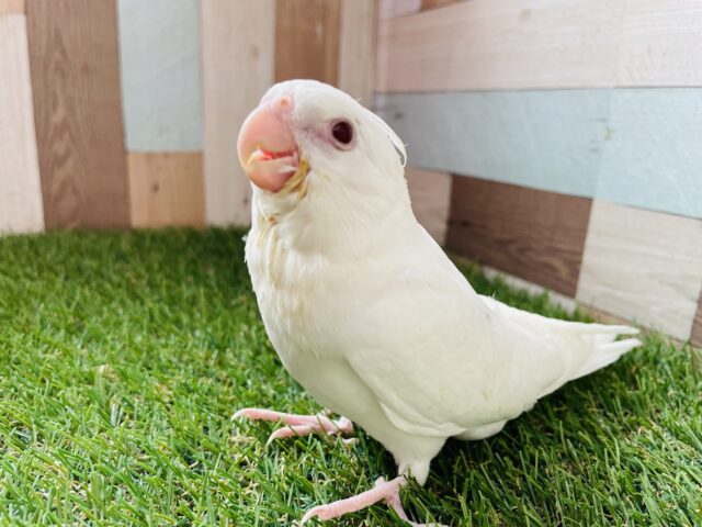 最新画像あります⭐️お色も心もピュアなんです❤️オカメインコピュアホワイト⭐️