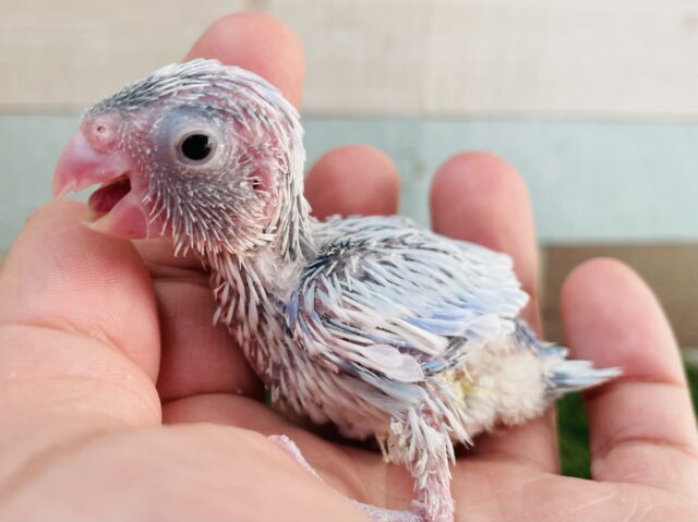 元気いっぱい⭐️やんちゃボーイ🩵マメルリハインコのアメリカンホワイト！！