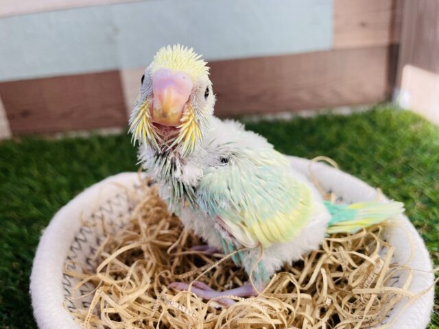 明るいグリーンが可愛すぎますっ😍セキセイインコのパステルカラーレインボー！！