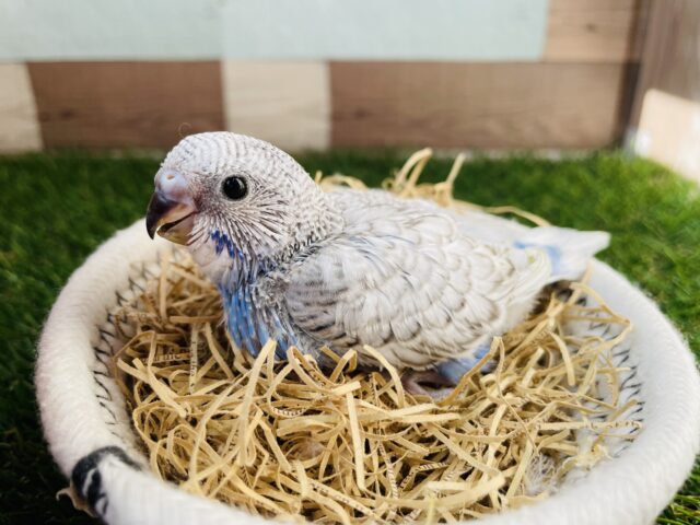 グレーの模様が美しすぎるビューティーちゃん✨セキセイインコのスパングル！！