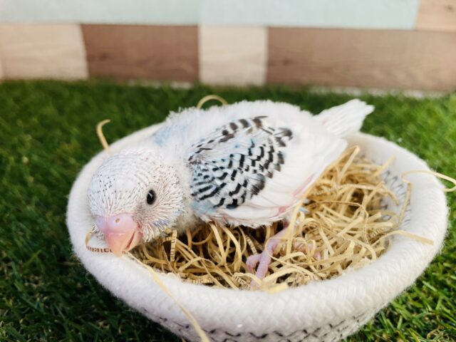 青✖️白✖️黒の可愛すぎるカラー❣️セキセイインコのパイド！！