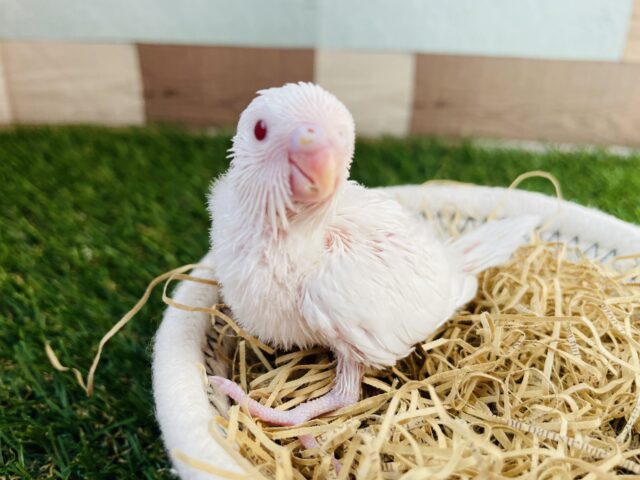 宝石のように輝く赤い目が綺麗すぎます✨セキセイインコのアルビノ！！
