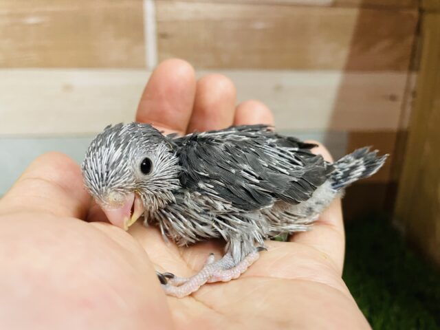 ブラック✖️ガ✖️オシャレ😎マメルリハインコのブラックモーブ！！