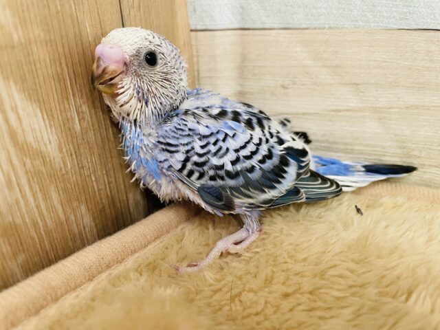 いっぱいあそぼ〜♪♪人気なお色のかっこいい子😍セキセイインコのオパーリン！！