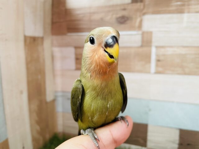 最新画像あります⭐️ヒナ餌卒業‼️深いグリーンの渋かっこいい子🍵コザクラインコのオリーブ！！さ