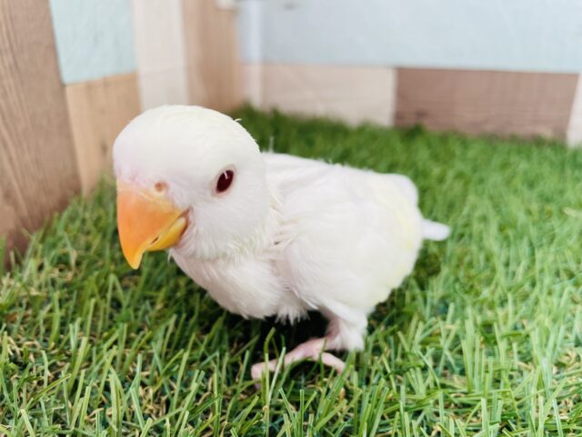 最新画像あります⭐️美✨クリームルチノーのコザクラインコ‼️