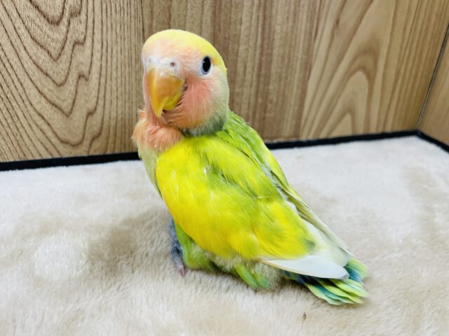 【最新画像更新🪄】ヒナ界の元気印‪☆コザクラインコ(タイガーチェリー) ヒナ