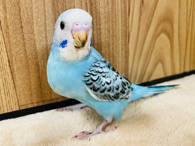 【最新画像更新🪄】スカッと‪☆爽やかブルー🩵セキセイインコ(オパーリン) ヒナ