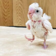 るんるん♪元気いっぱい◎羽衣セキセイインコ（ダブルファクター）ヒナ
