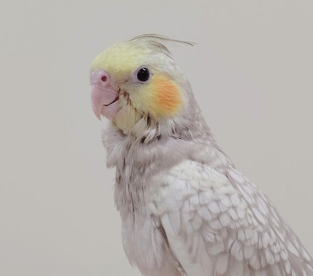 最新画像更新💛淡いカラーにパール模様がとっても綺麗✨オカメインコ（シナモンパール）