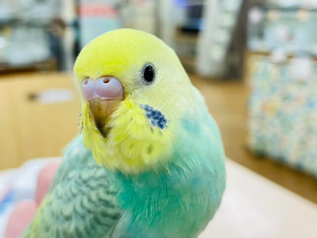 【動画更新🪄1人餌になりました⭐︎】しゅわしゅわメロンソーダ💚セキセイインコ（パステルカラーレインボー）