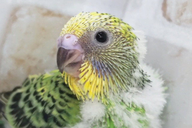 フレッシュグリーンにご注目～🍈 セキセイインコ(グリーンオパーリン)