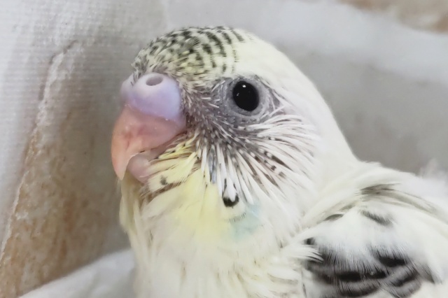 圧倒的色合いたまらない~👑 セキセイインコ(4色ハルクイン) 圧倒的色合いたまらない~👑 セキセイインコ(4色ハルクイン)