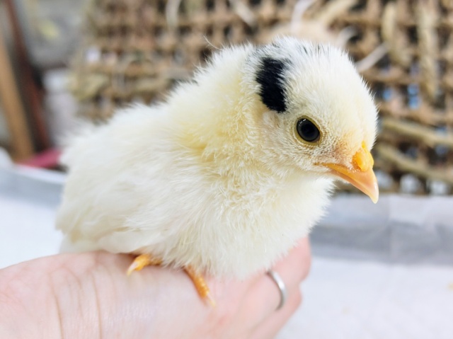 ぴよぴよっ🐤碁石チャボのヒナ入荷しました❤