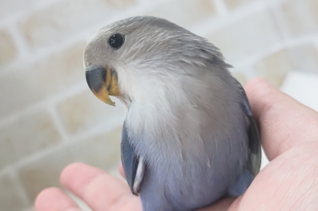 🌟最新画像🌟 美しい圧倒的色合い~💙 コザクラインコ(バイオレット) 🌟最新画像🌟 美しい圧倒的色合い~💙 コザクラインコ(バイオレット)