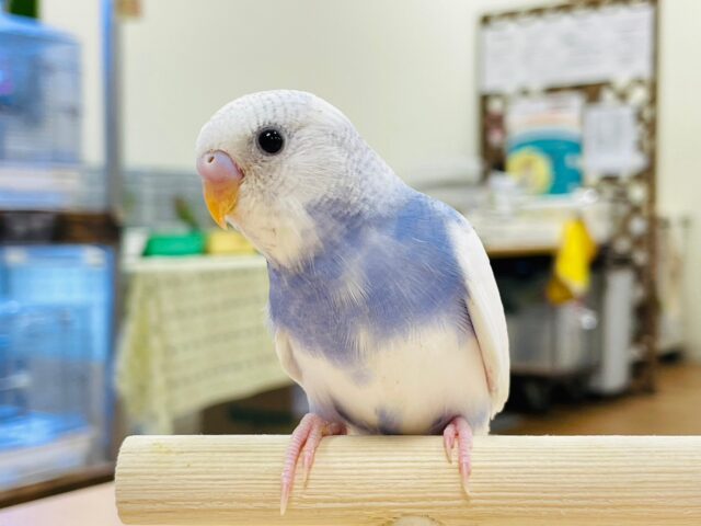 最新画像更新💛まん丸お目目が魅力的♡セキセイインコ（パイド）