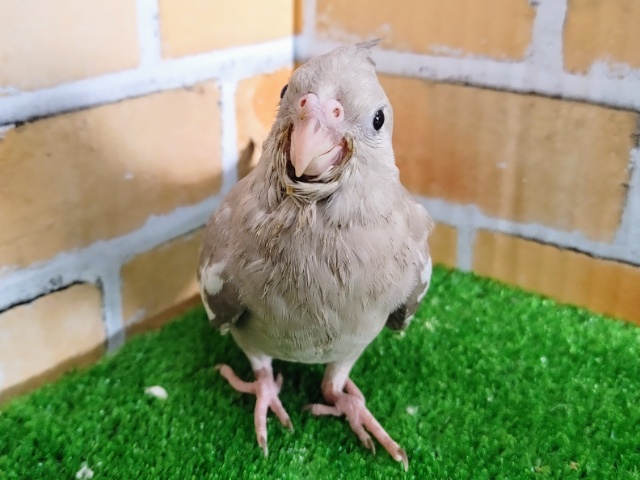 最新画像更新❤綺麗な心の持ち主⁈ピュアすぎるオカメインコ(ホワイトフェイス) 最新画像更新❤綺麗な心の持ち主⁈ピュアすぎるオカメインコ(ホワイトフェイス)