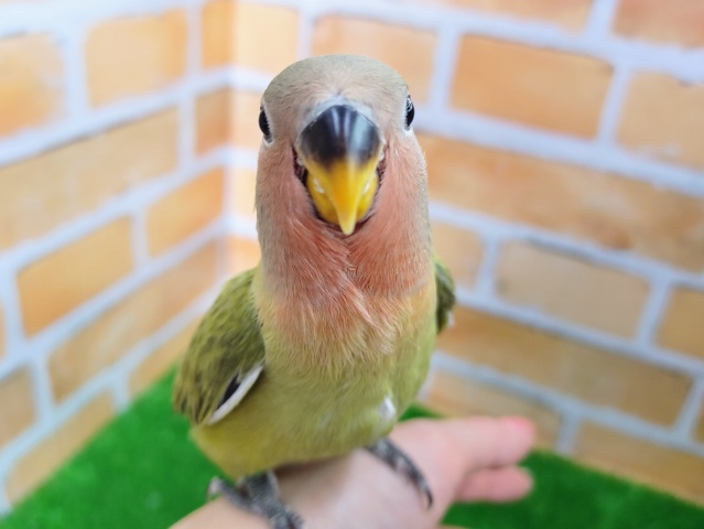 最新画像更新❤成長が楽しみー！オパーリンオリーブ小桜インコの綿毛さんハート