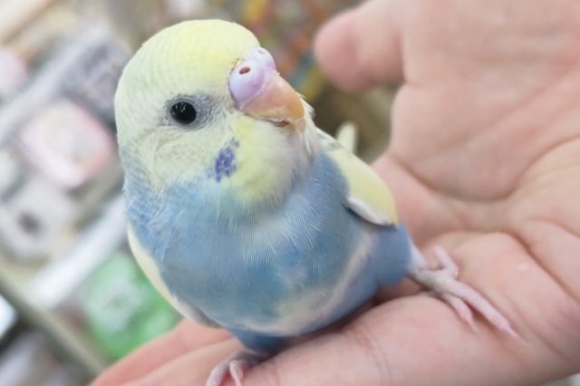 🌟最新画像🌟 良い感じのパステル～🌈 セキセイインコ(パステルレインボーパイド)