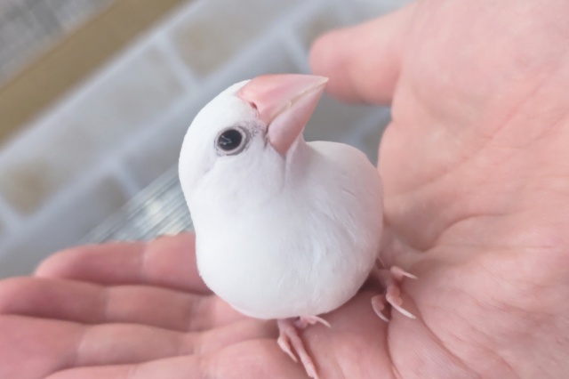 🌟最新画像🌟 もちっとかわいい天使～👼 白文鳥🐣