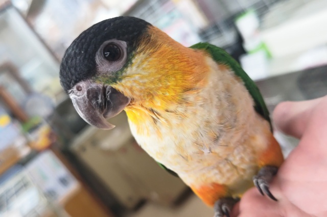 🌟最新画像🌟 黒い頭が目印の元気っ子～🐣 ズグロシロハラインコ
