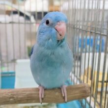 最新画像更新❤カゴデビュー👏ニッコニコ︎︎︎︎☺︎マメルリハのブルー(男の子)入荷しました❤