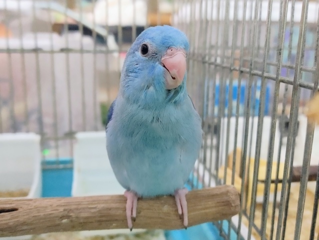 最新画像更新❤カゴデビュー👏ニッコニコ︎︎︎︎☺︎マメルリハのブルー(男の子)入荷しました❤