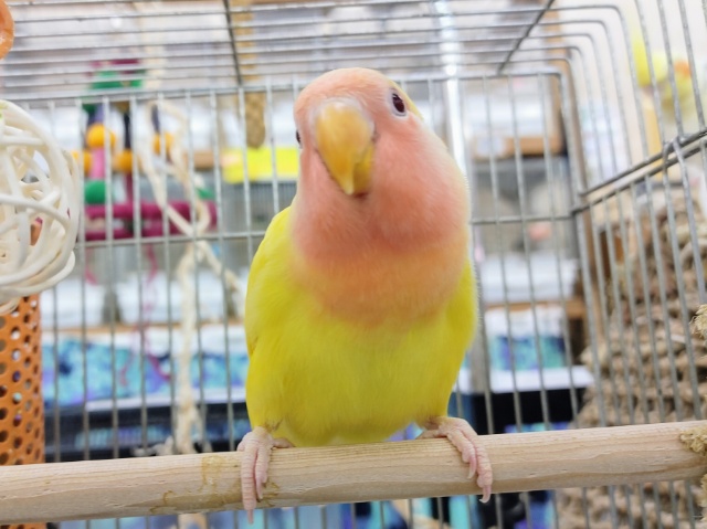 最新画像更新❤キラキラ✨コザクラインコ(ルチノー)入荷しました❤