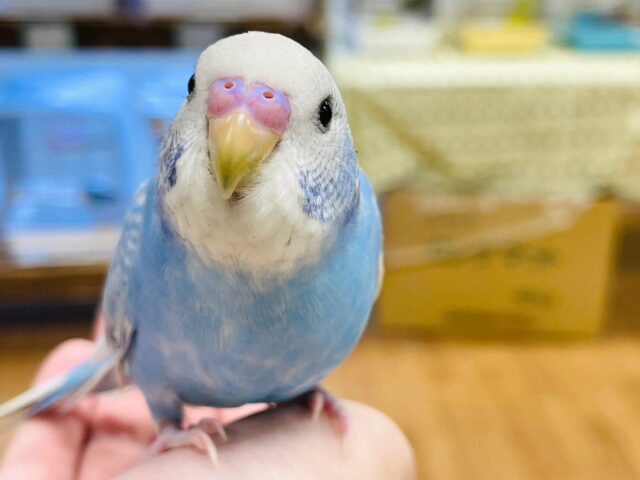 【動画更新・最新画像更新🪄カゴデビューしました☆】決め決めポーズがかっこいい☆セキセイインコ（スパングル）