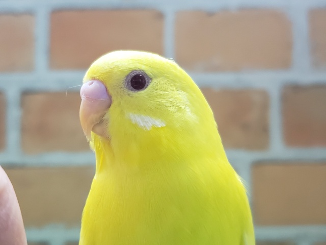 しれっと育ち上がりました！黄色の赤目ちゃん。ルチノーセキセイインコ。