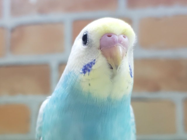 人気者です！パステルレインボーのセキセイインコです～