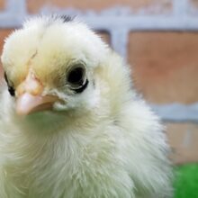 ゴイシチャボ！？入荷しましたよ！