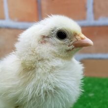 カツラチャボのヒヨコ入荷しましたよ！