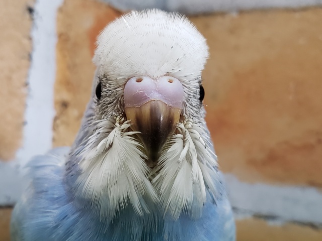 青が素敵なスパングルセキセイインコ入荷