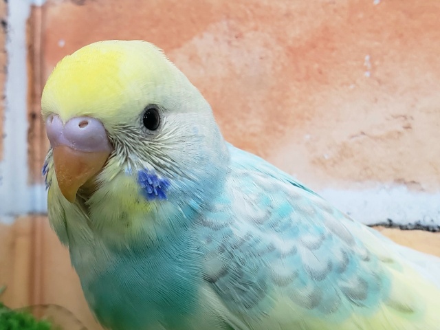 パステルレインボーのセキセイインコ入荷！