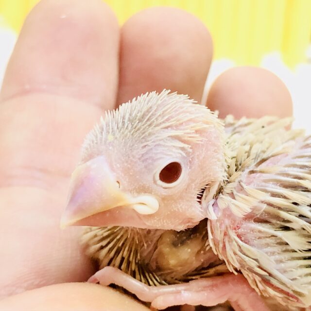 淡いカラーはお好きですか？？　シナモン文鳥
